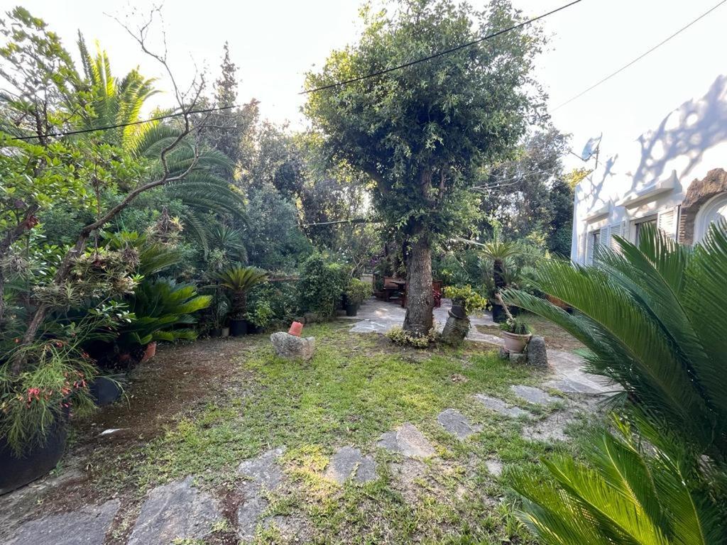 Le Dimore Di Zaro - Green Paradise Forio di Ischia Kültér fotó