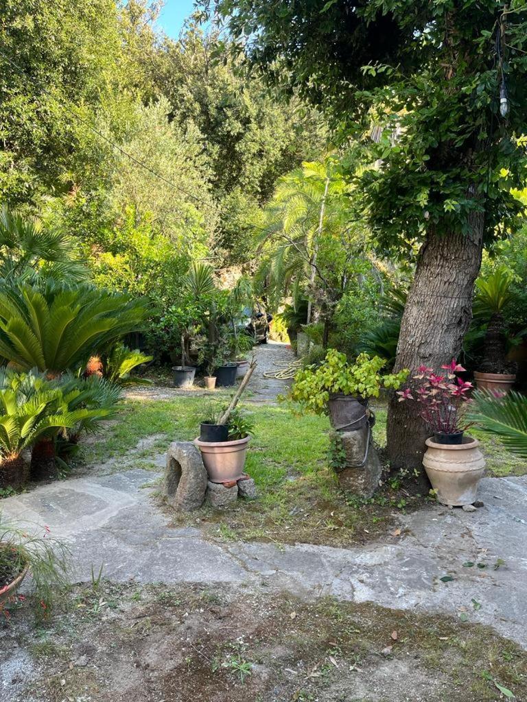 Le Dimore Di Zaro - Green Paradise Forio di Ischia Kültér fotó